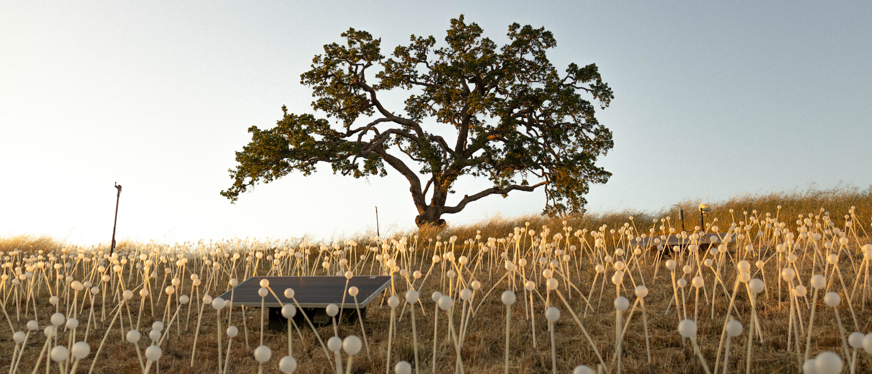 A solitary tree stands on a grassy hill, surrounded by tall, white flower-like structures and a solar panel in the foreground.
