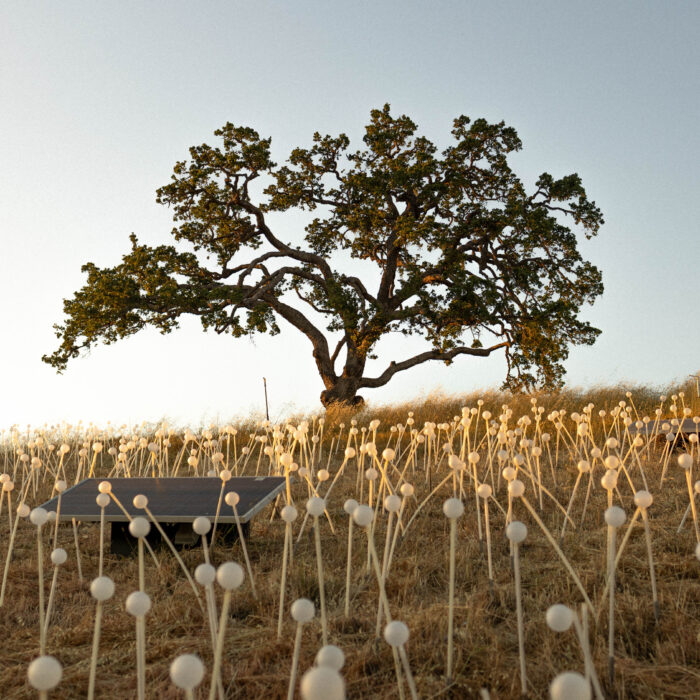 A solitary tree stands on a grassy hill, surrounded by tall, white flower-like structures and a solar panel in the foreground.