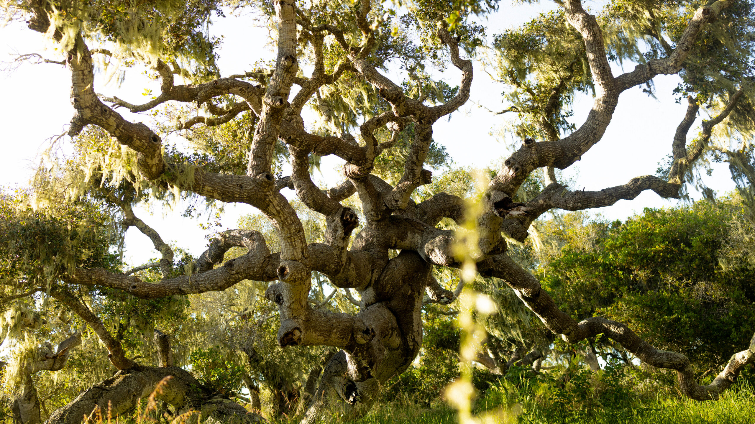 A twisted tree with sprawling branches and lush green foliage is illuminated by sunlight.