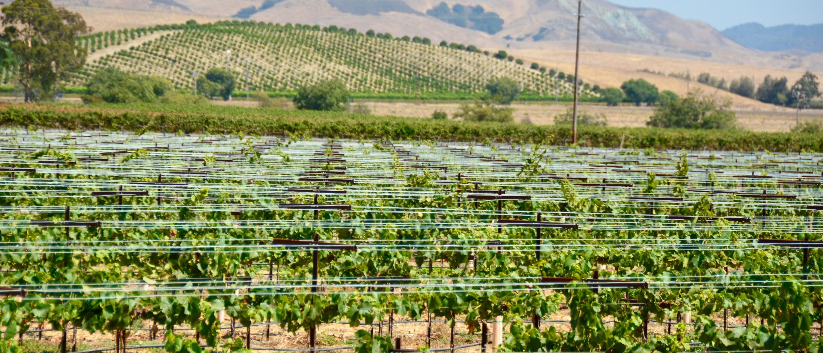 Rows of grapevines in Edna Valley with hills behind, near San Luis Obispo