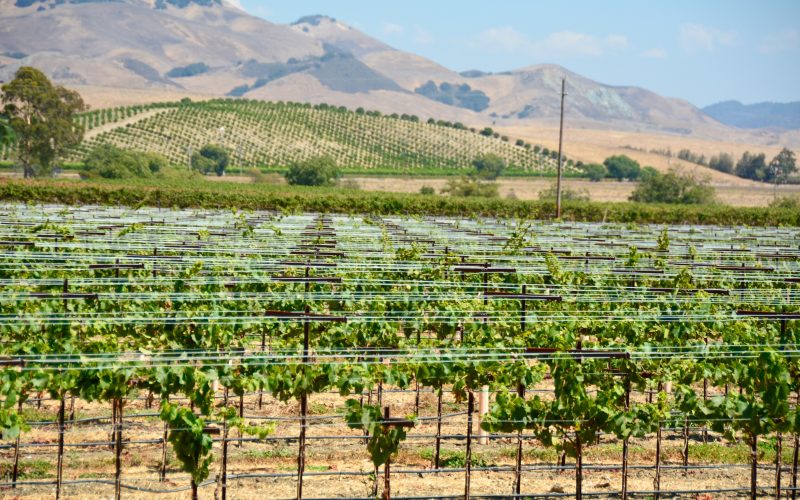 Rows of grapevines in Edna Valley with hills behind, near San Luis Obispo